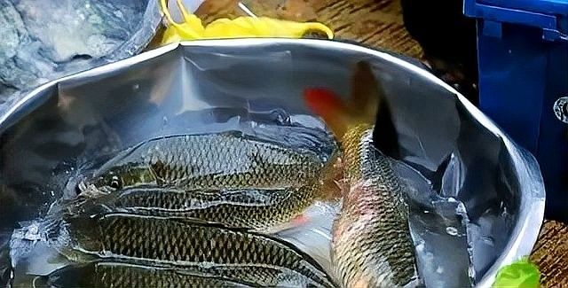 有哪些證書可以證明紅龍的品質(zhì)，印尼紅龍魚證書防偽查詢紅龍魚證書防偽查詢官方渠道