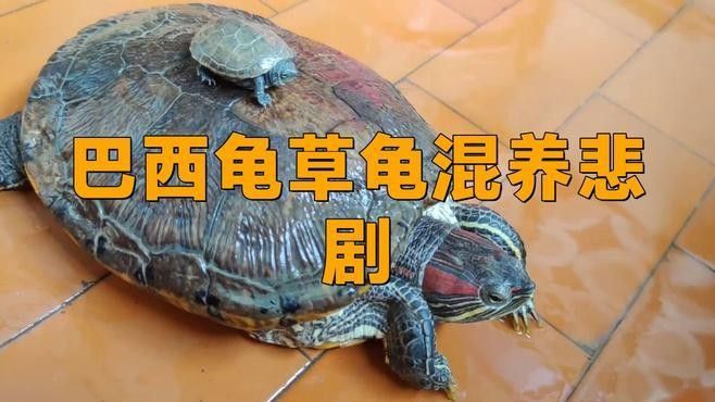 草龜和龍魚混養有哪些風險：草龜和龍魚混養存在多重風險
