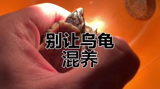 草龜和龍魚混養有哪些風險：草龜和龍魚混養存在多重風險
