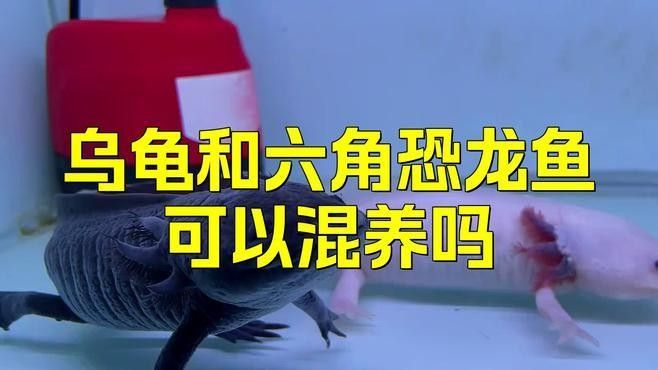 草龜和龍魚混養有哪些風險：草龜和龍魚混養存在多重風險