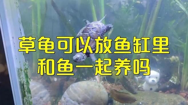 草龜和龍魚混養有哪些風險：草龜和龍魚混養存在多重風險