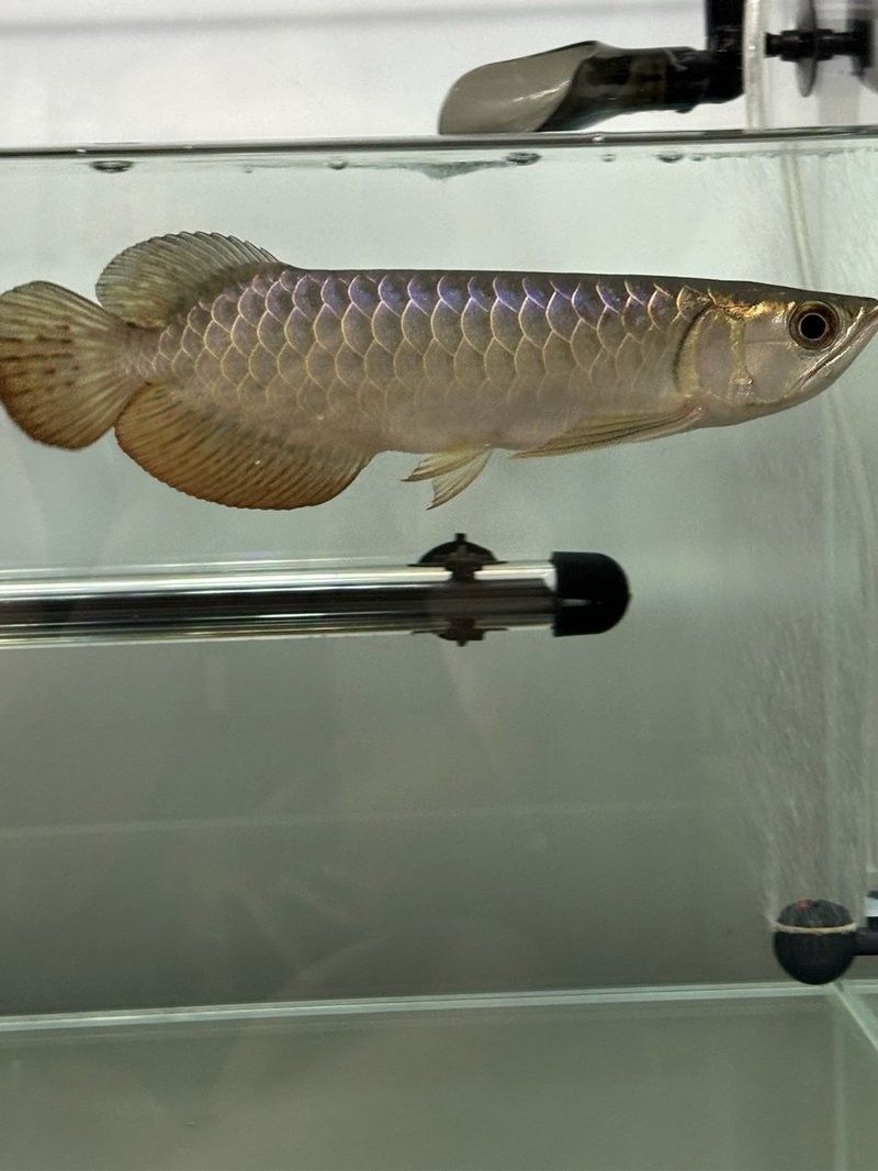 馬來西亞過背金龍魚的價格：馬來西亞過背金龍魚價格