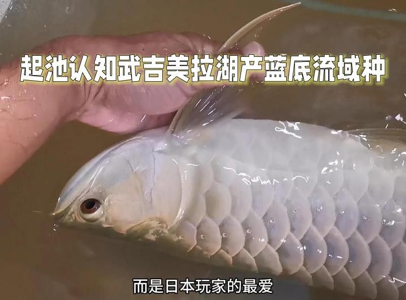 馬來西亞過背金龍魚的價格：馬來西亞過背金龍魚價格