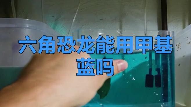如何判斷六角恐龍是否感染？：六角恐龍是否可能感染了疾病或病原體 如何判斷六角恐龍是否感染？：六角恐龍是否可能感染了疾病或病原體 龍魚百科 第1張