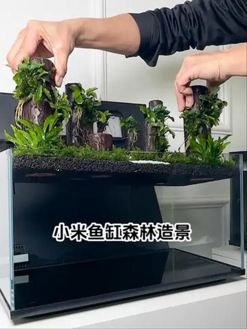 草缸造景中哪些水草容易養：10種適合初學者的草缸水草，不僅易于生長，而且易于生長