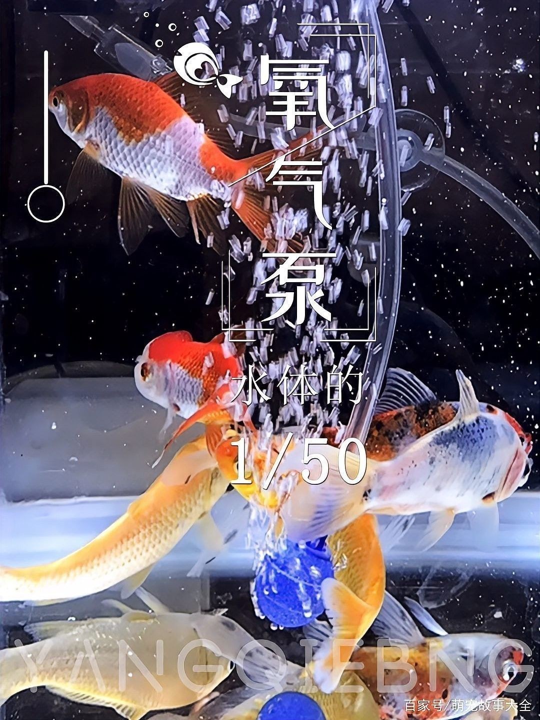 如何計算金龍魚缸的總功率？：如何計算金龍魚缸總功率？
