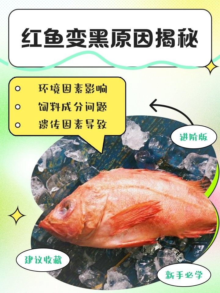 如何預防紅龍魚側線發(fā)黑：紅龍魚側線發(fā)黑原因揭秘精神穩(wěn)定的無名鏟屎官