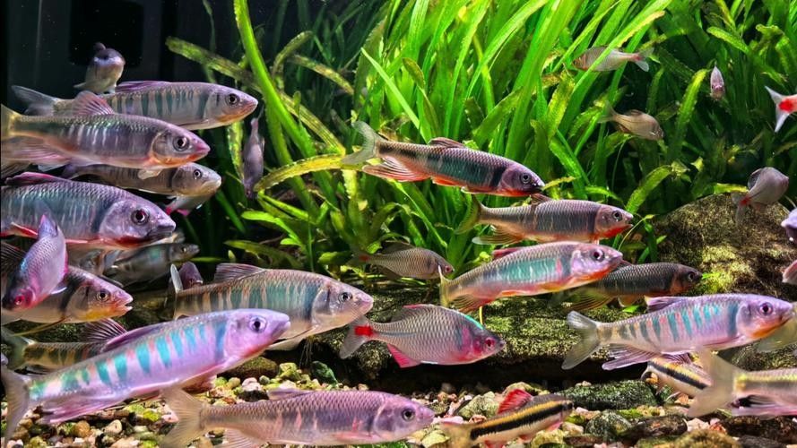 如何選擇適合混養(yǎng)的魚類？：如何選擇適合混養(yǎng)的魚類