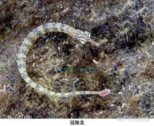 海龍魚有哪些天敵：關于海龍魚的8個小知識(海龍魚的8個小知識
