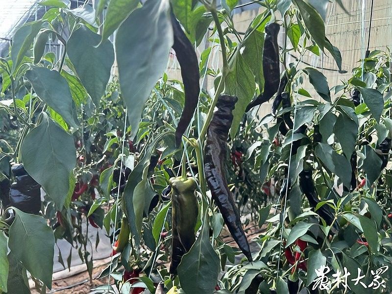 給我更多紫艷辣椒紅龍的照片：紫艷辣椒紅龍