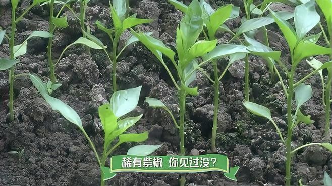 給我更多紫艷辣椒紅龍的照片：紫艷辣椒紅龍