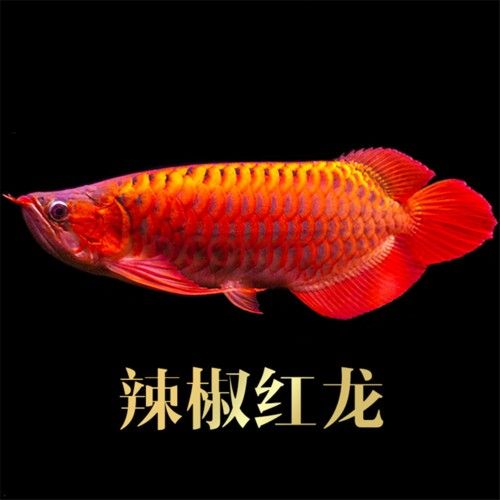 給我更多紫艷辣椒紅龍的照片：紫艷辣椒紅龍