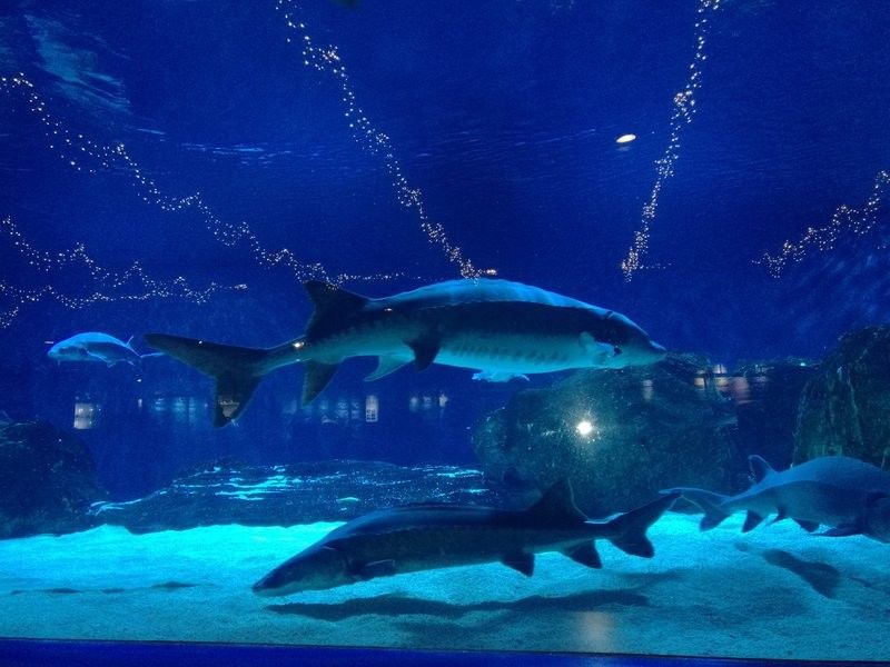 上蔡哪個(gè)水族館龍魚好？祥龍魚場(chǎng)龍魚：上蔡縣水族館祥龍魚場(chǎng)龍魚養(yǎng)殖領(lǐng)域具有較高聲譽(yù)