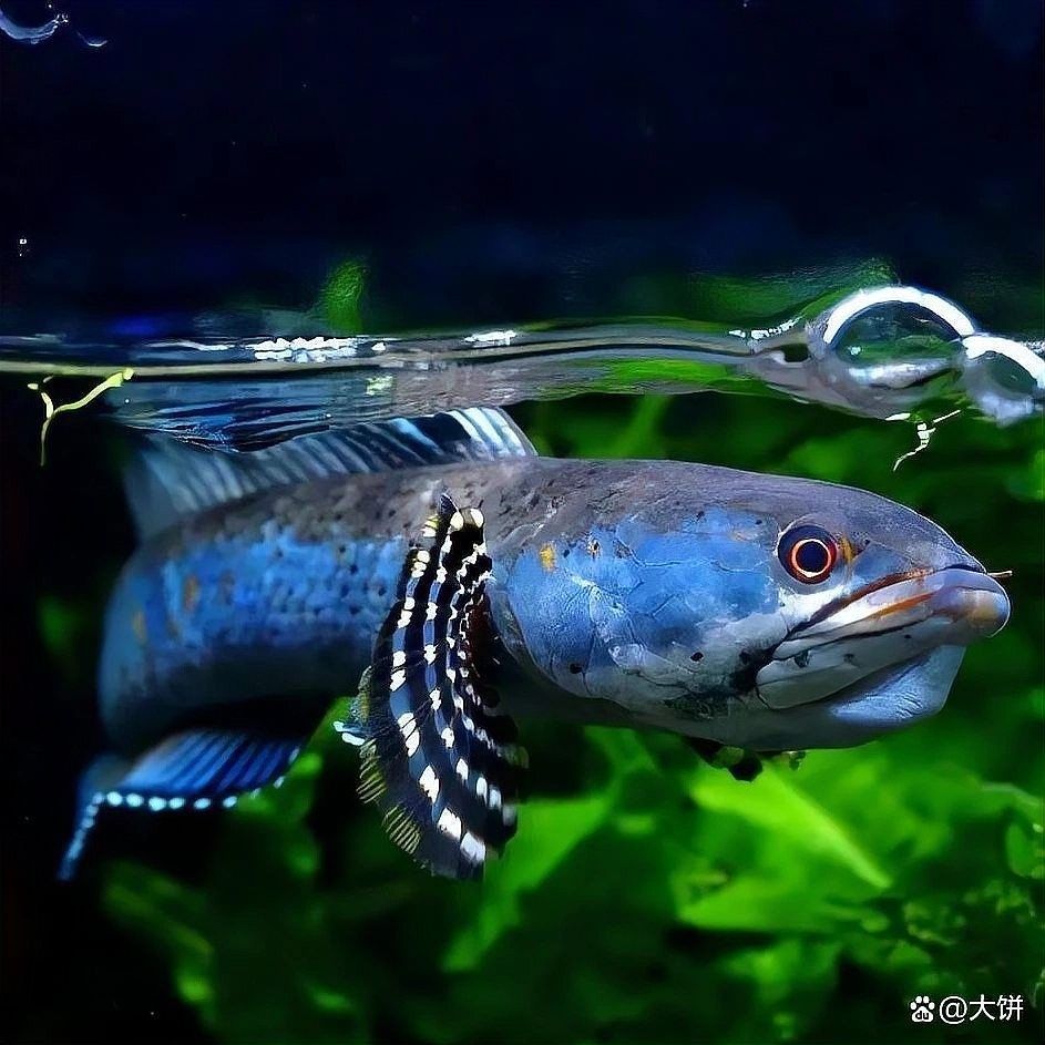 彩虹雷龍魚繁殖時(shí)需要哪些條件？：彩虹雷龍魚的繁殖方法