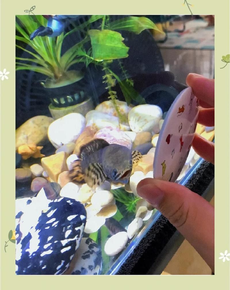 彩虹雷龍魚繁殖時(shí)需要哪些條件？：彩虹雷龍魚的繁殖方法
