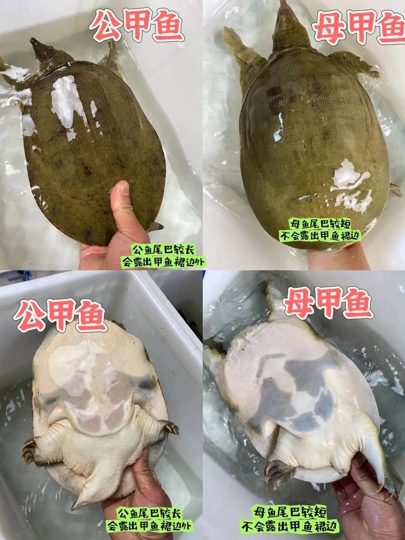 如何區分真假海龍魚照片：如何區分真假海龍魚照片的一些方法