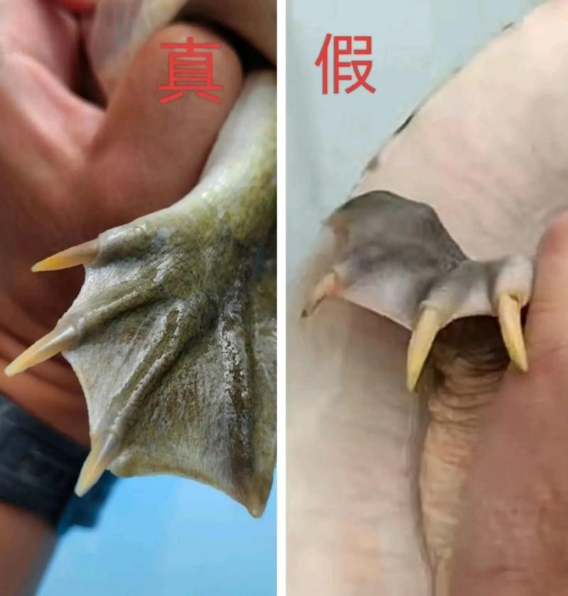 如何區分真假海龍魚照片：如何區分真假海龍魚照片的一些方法
