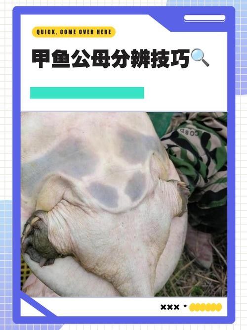 如何區分真假海龍魚照片：如何區分真假海龍魚照片的一些方法