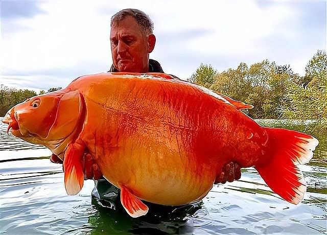 金龍魚的最大記錄是多少？：泰國人養(yǎng)殖金龍魚有多瘋狂竟用活蟋蟀喂養(yǎng)14個魚池