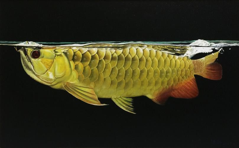 如何獲取更多福龍魚高清圖片：福龍魚高清圖片怎么拍