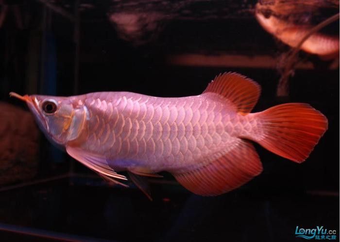 如何獲取更多福龍魚高清圖片：福龍魚高清圖片怎么拍