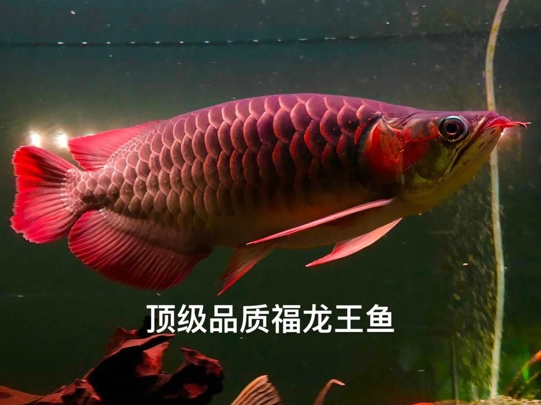如何獲取更多福龍魚高清圖片：福龍魚高清圖片怎么拍