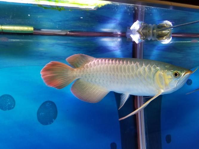 如何獲取更多福龍魚高清圖片：福龍魚高清圖片怎么拍