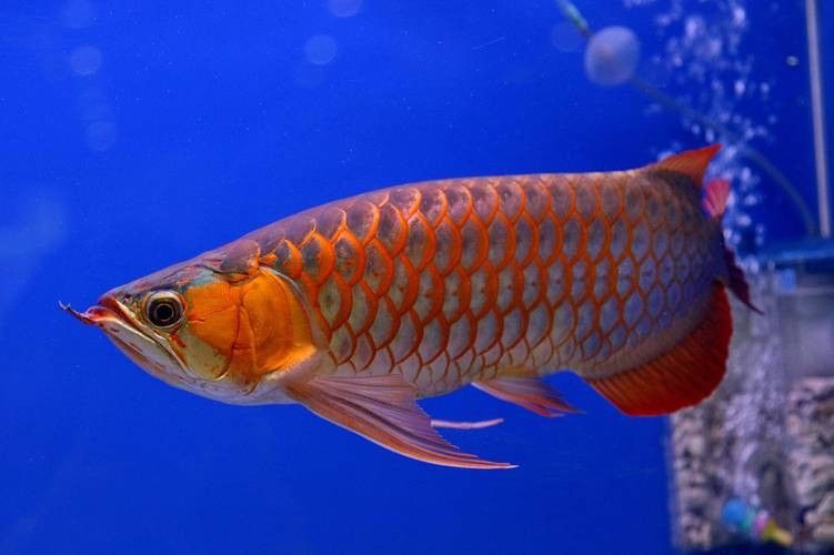 如何獲取更多福龍魚高清圖片：福龍魚高清圖片怎么拍