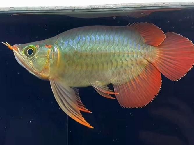 如何獲取更多福龍魚高清圖片：福龍魚高清圖片怎么拍
