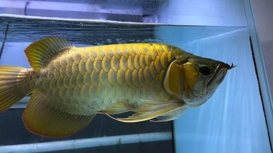 如何獲取更多福龍魚高清圖片：福龍魚高清圖片怎么拍