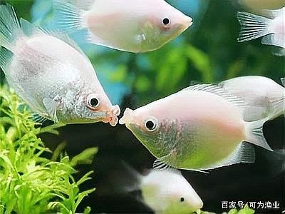 如何判斷血斑雷龍魚是否吃飽：如何判斷雷龍魚是否吃飽