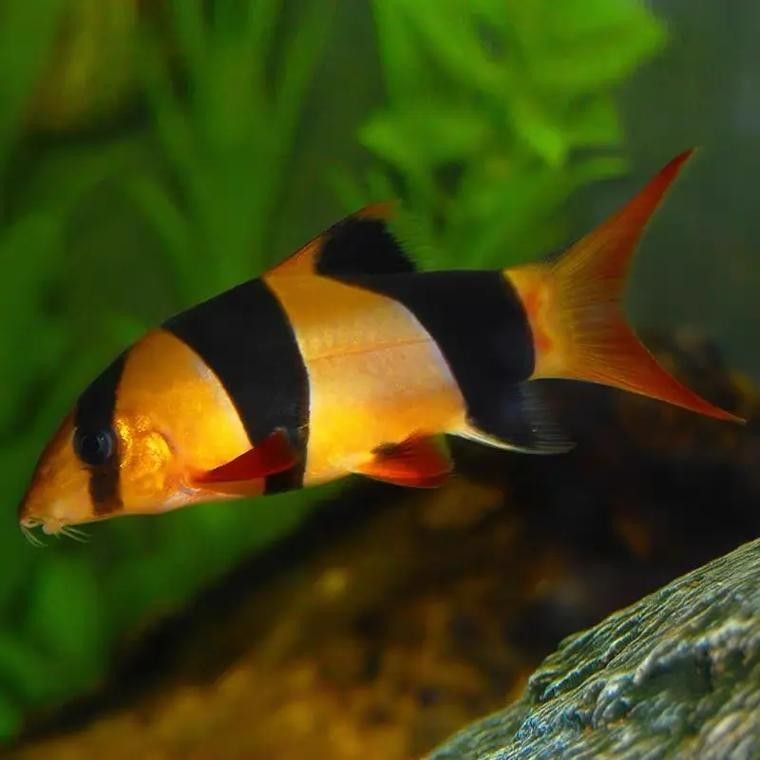 如何為三間鼠魚提供躲藏處？：三間鼠魚的飼養(yǎng)方法
