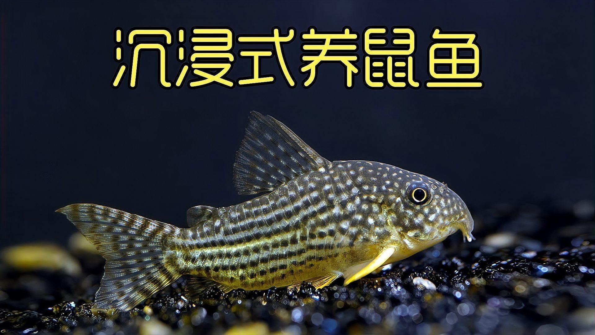 如何為三間鼠魚提供躲藏處？：三間鼠魚的飼養(yǎng)方法