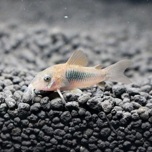 如何為三間鼠魚提供躲藏處？：三間鼠魚的飼養(yǎng)方法