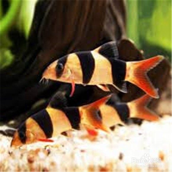 如何為三間鼠魚提供躲藏處？：三間鼠魚的飼養(yǎng)方法