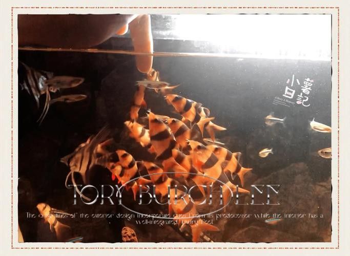 如何為三間鼠魚提供躲藏處？：三間鼠魚的飼養(yǎng)方法