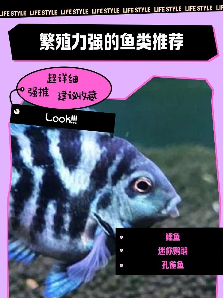 蝦米飼料對龍魚的營養作用有哪些？，蝦米飼料對龍魚有哪些潛在風險蝦米飼料對龍魚的營養作用