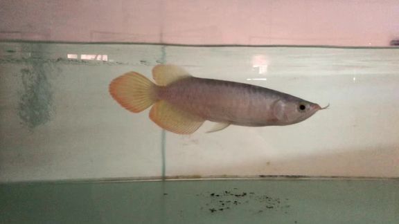 龍魚發色訓練視頻：關于龍魚發色訓練的視頻分享