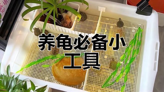 混養時應該如何設置躲避物：烏龜應激怎么辦