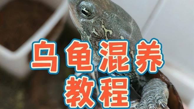 混養時應該如何設置躲避物：烏龜應激怎么辦