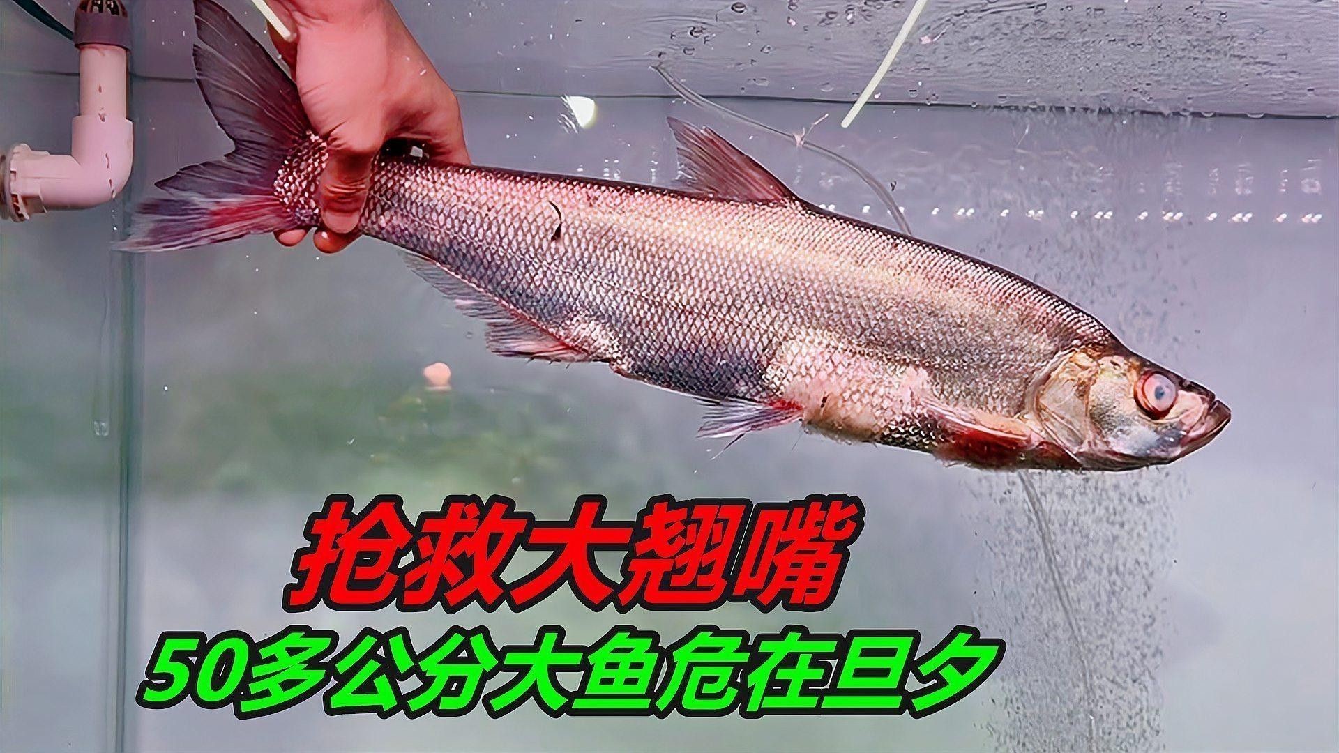 龍魚翹嘴如何急救：魚翹嘴是一種常見的龍魚疾病表現為龍魚頭部向上翹起