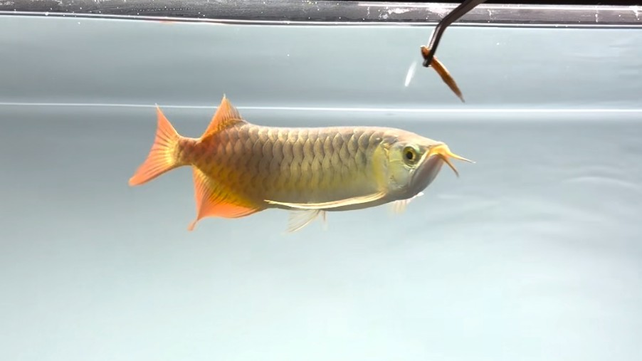 28cm的白玉紅龍魚小魚