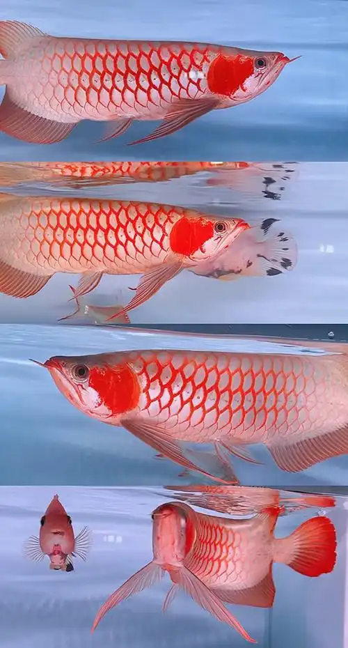 28cm的白玉紅龍魚小魚