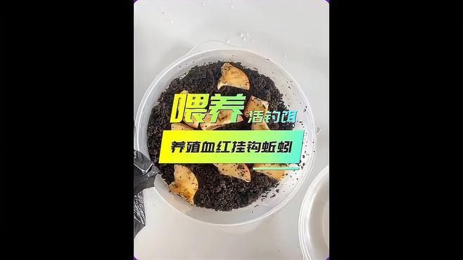 活體餌料如何安全投喂：如何安全地投喂活體餌料，掌握這4個“投喂密碼”
