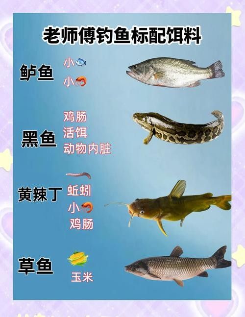 活體餌料如何安全投喂：如何安全地投喂活體餌料，掌握這4個“投喂密碼”