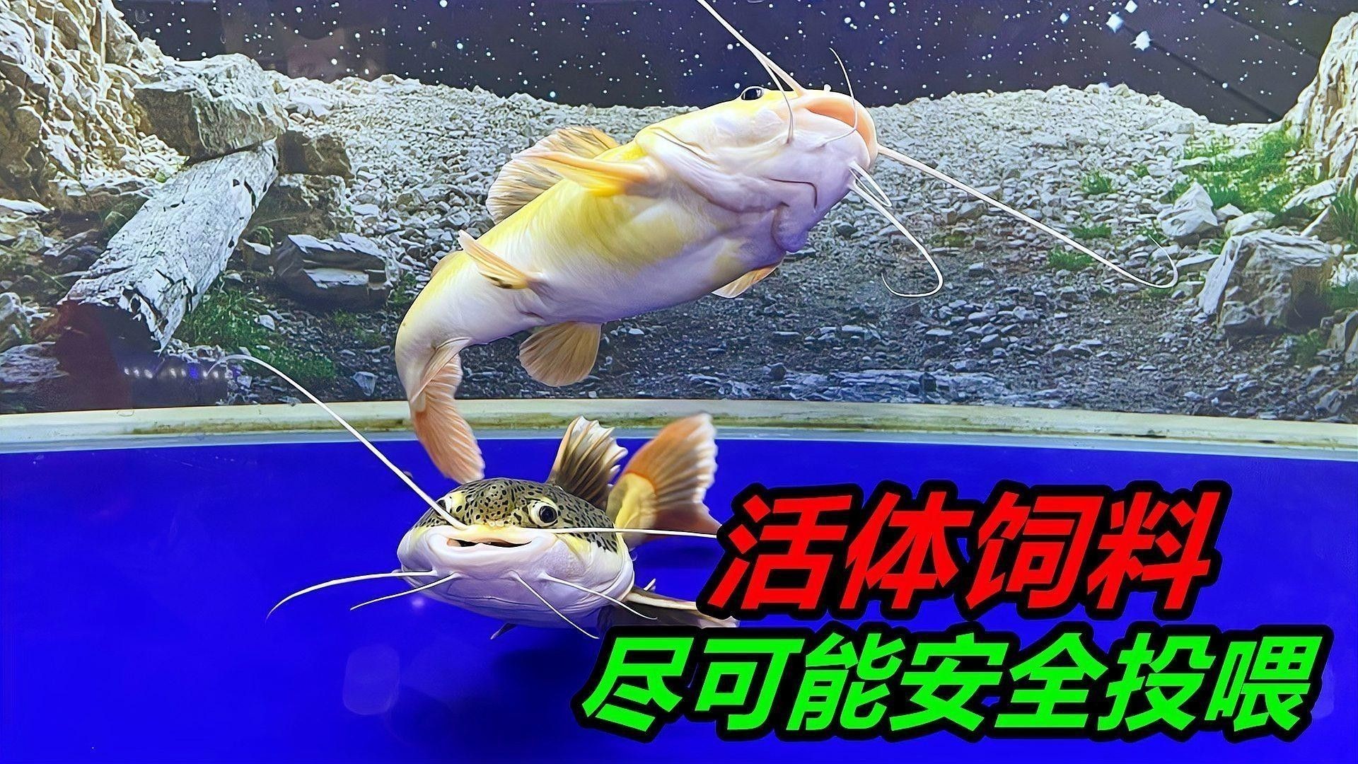 活體餌料如何安全投喂：如何安全地投喂活體餌料，掌握這4個“投喂密碼”