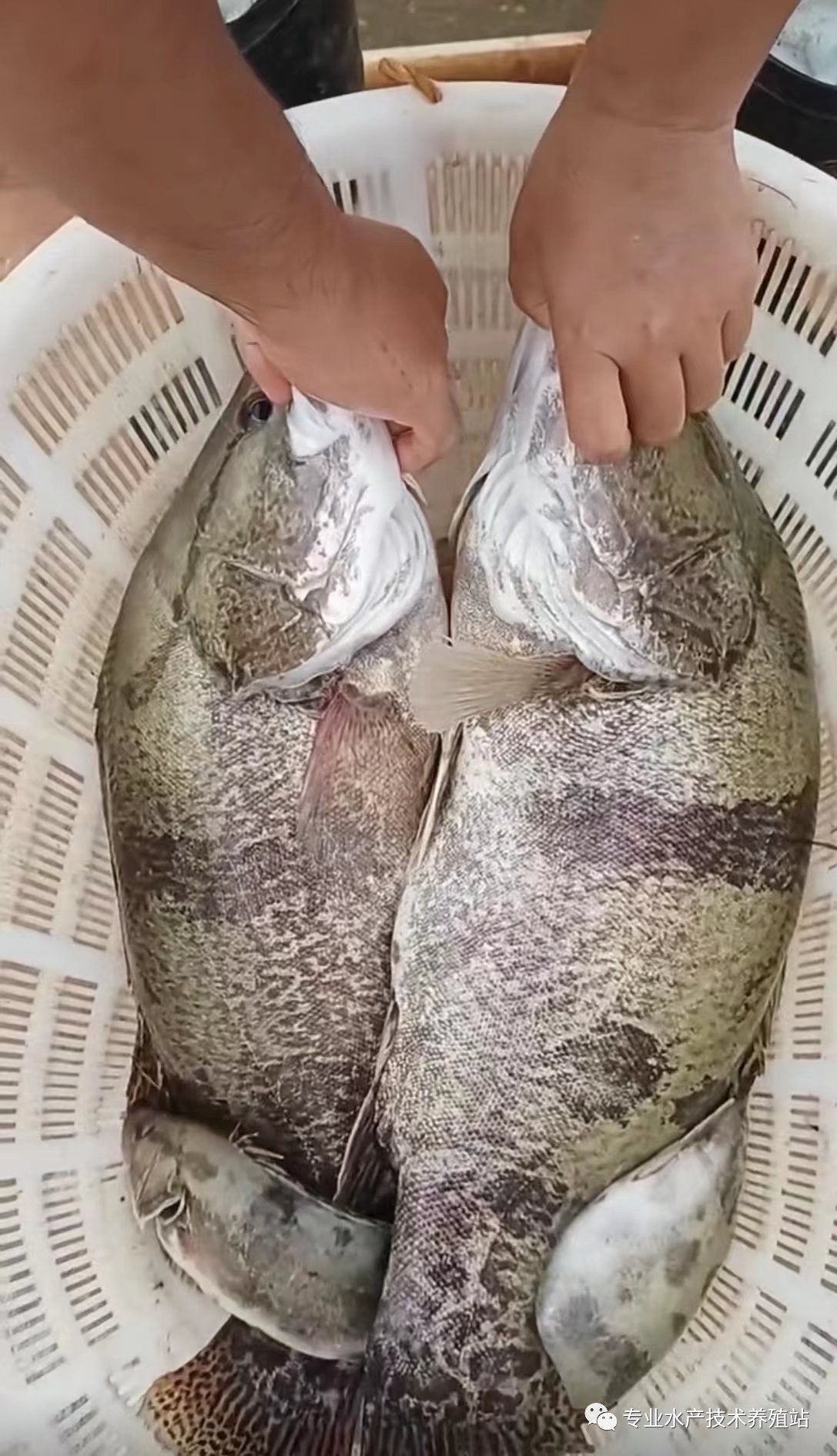 活體餌料如何安全投喂：如何安全地投喂活體餌料，掌握這4個“投喂密碼”