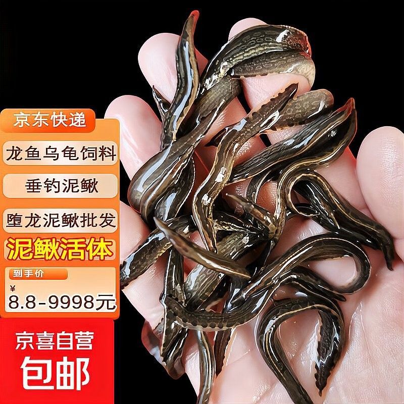 活體餌料如何安全投喂：如何安全地投喂活體餌料，掌握這4個“投喂密碼”