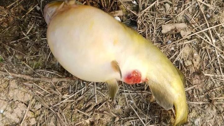 金龍魚腹水病會自愈嗎：金龍魚腹水病會自愈嗎？