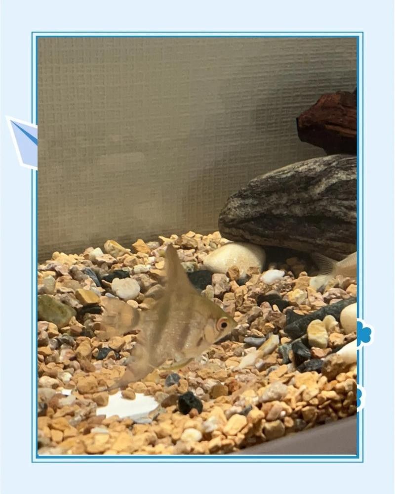 如何減少龍魚和神仙魚的沖突？：龍魚和神仙魚沖突怎么辦？